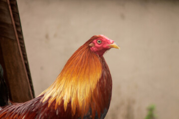 close up of vibrant rooster with blur background	
