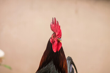 close up of vibrant rooster with blur background	
