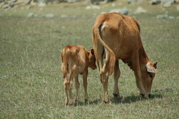 cows in a field