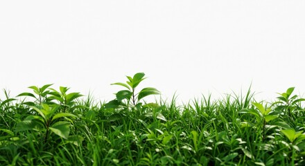 Obraz premium Lush Green Grass and Plants Against White Background