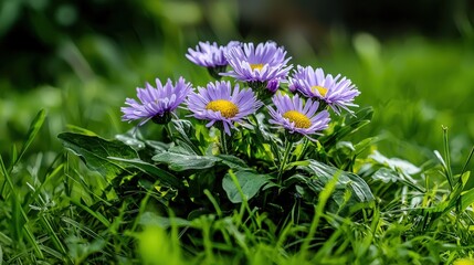 Colorful purple flowers blooming in lush green grass nature photography vibrant spring landscape close-up view