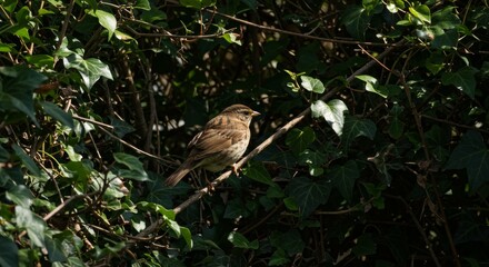 Small Brown Bird Perched on Branch Amidst Green Foliage