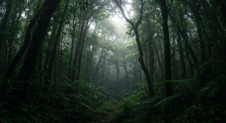 Fototapeta premium Lush Green Forest Path with Sunlight Filtering Through Dense Canopy