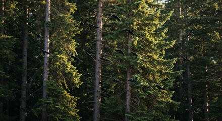 Fototapeta premium Dark Birds Flying Through a Dense Green Forest at Sunset