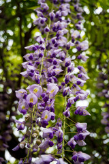 Vibrant purple wisteria flowers hanging gracefully with lush green foliage in soft bokeh background