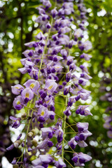 Vibrant purple wisteria flowers hanging gracefully with lush green foliage in soft bokeh background