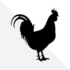 Silhouette of Farm Bird – Chicken on White