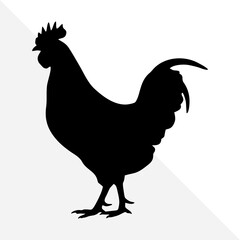 Black Silhouette of Rooster Isolated on White