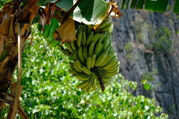 banana tree