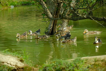 family of ducks