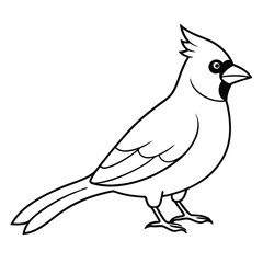 Obraz premium Northern Cardinal illustration white background