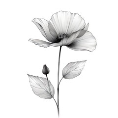 Fototapeta premium Delicate single bloom pencil outline high resolution picture