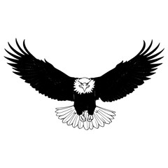 Naklejka premium Flying eagle with open wings in black and white showing power freedom and strength in a bold clean line