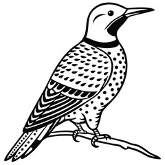 Obraz premium Northern Flicker illustration white background
