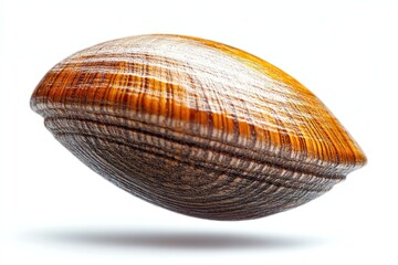 Close-up of a clamshell.  Detailed view of the shell's texture and color variations