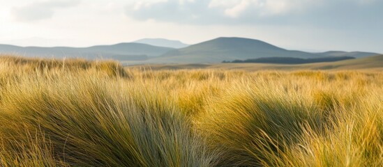 Golden Grass Field Meets Mountains