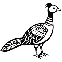 Obraz premium Pheasant vector illustration white background