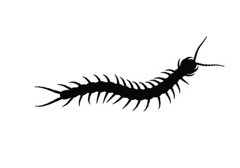 Fototapeta premium Centipede silhouette. This image is a black silhouette of a centipede, a multi-legged arthropod known for its elongated, segmented body. Vector clipart illustration design.