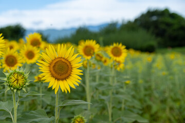 ひまわり - 神奈川県座間市,日本