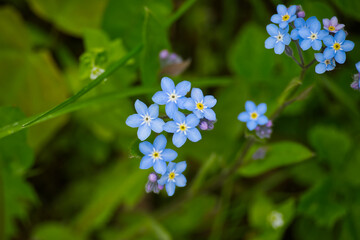 Vibrant image featuring a cluster of delicate blue forget-me-not flowers blooming.