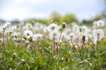 A field of dandelions, a common sight in the spring, under a soft and bright sky.
