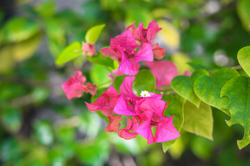 Obraz premium Bright pink bougainvillea flowers (Bunga Bougenville) in full bloom, with delicate white centers and lush green leaves in the background. Captured outdoors with natural light.