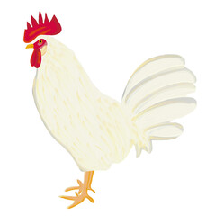 油彩ブラシで描いた白い雄の鶏のイラスト　クリップアート　挿絵　png