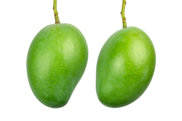 Two Green mangoes hanging, isolated on a transparent background
