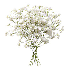 White Baby's Breath Bouquet Illustration
