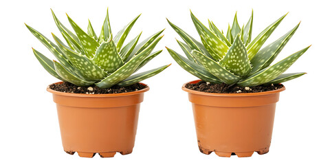 Obraz premium Twin potted aloe vera plants exhibiting succulent foliage on a black backdrop