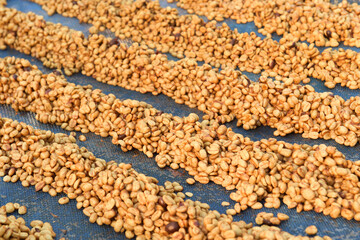Close up of coffee beans drying in the sun          