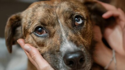 A Look of Love: A heartwarming portrait of a dog looking directly at the camera, his soulful eyes filled with affection and trust. The gentle hands of a loving owner are seen petting the dog.