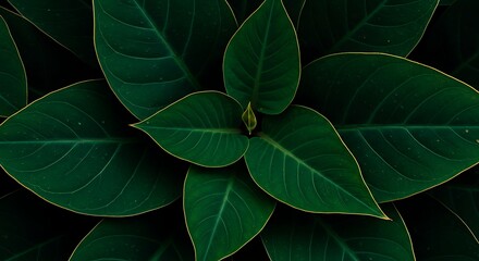 Obraz premium Deep Emerald Leaves: A Lush, Dark Botanical Art Print