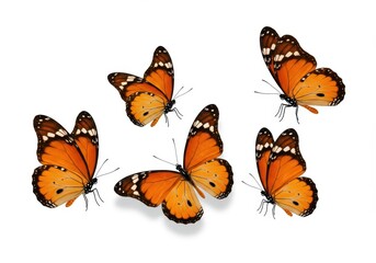 Naklejka premium Five monarch butterflies are seen together against a clean white background with their wings spread
