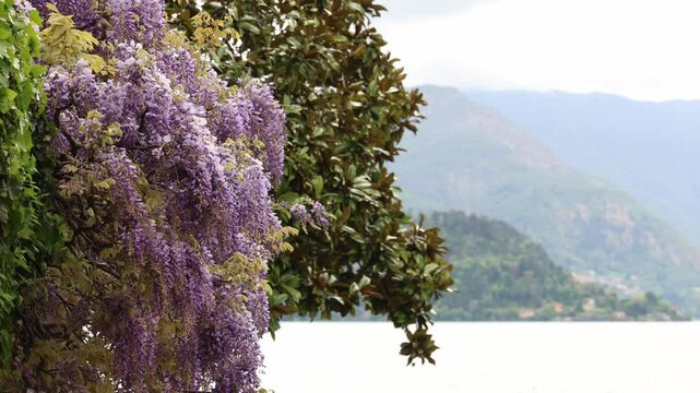 Wisteria plant blooming by the lake, northern Italy flowers