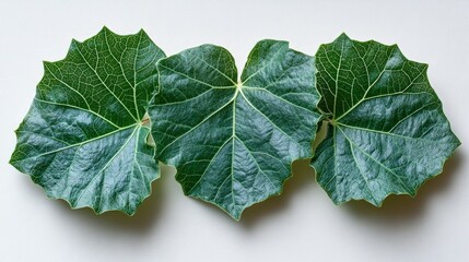 Three Lush Green Leaves on White Background: A Botanical Study