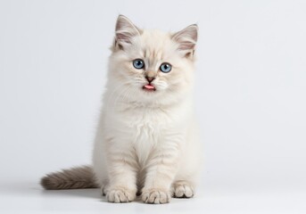 Cute ragdoll kitten with blue eyes sitting and sticking its tongue out on a white background