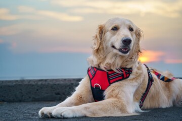 Peaceful Golden Moment by the Water's Edge