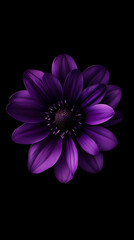 purple flower on black background