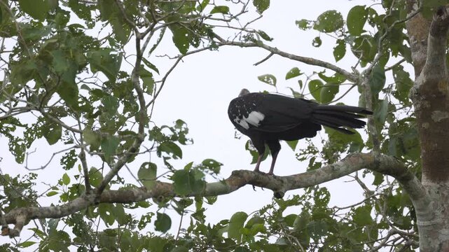 Tropical exotic Chicken like White-throated Piping-Guan bird in Rainforest jungle in South America
