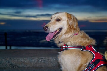 Golden Watcher at Twilight's Edge