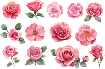 watercolor pink roses flowers