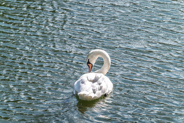A graceful white swan swimming on a lake with dark water. The white swan is reflected in the water