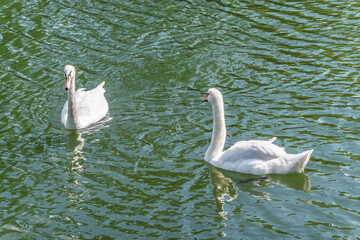 Two Graceful white Swans swimming in the lake, swans in the wild
