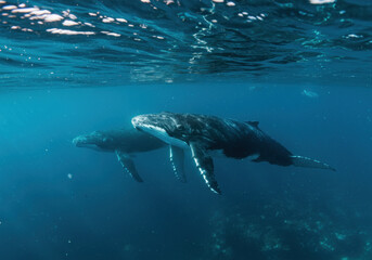 Fototapeta premium Humpback whale swimming in the ocean.