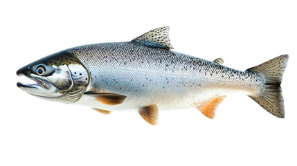 Naklejka premium trout on white background