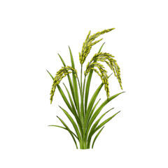 Obraz premium Rice plants