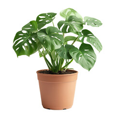 elegant Swiss cheese plant in a ceramic pot isolated


