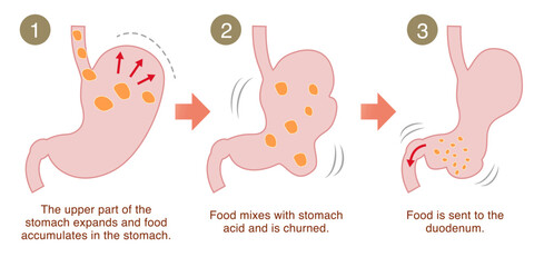 Illustration explaining how the stomach digests food