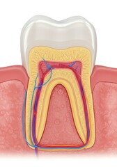 Detailed Tooth Anatomy: Cross-Section Showing Vessels and Nerves